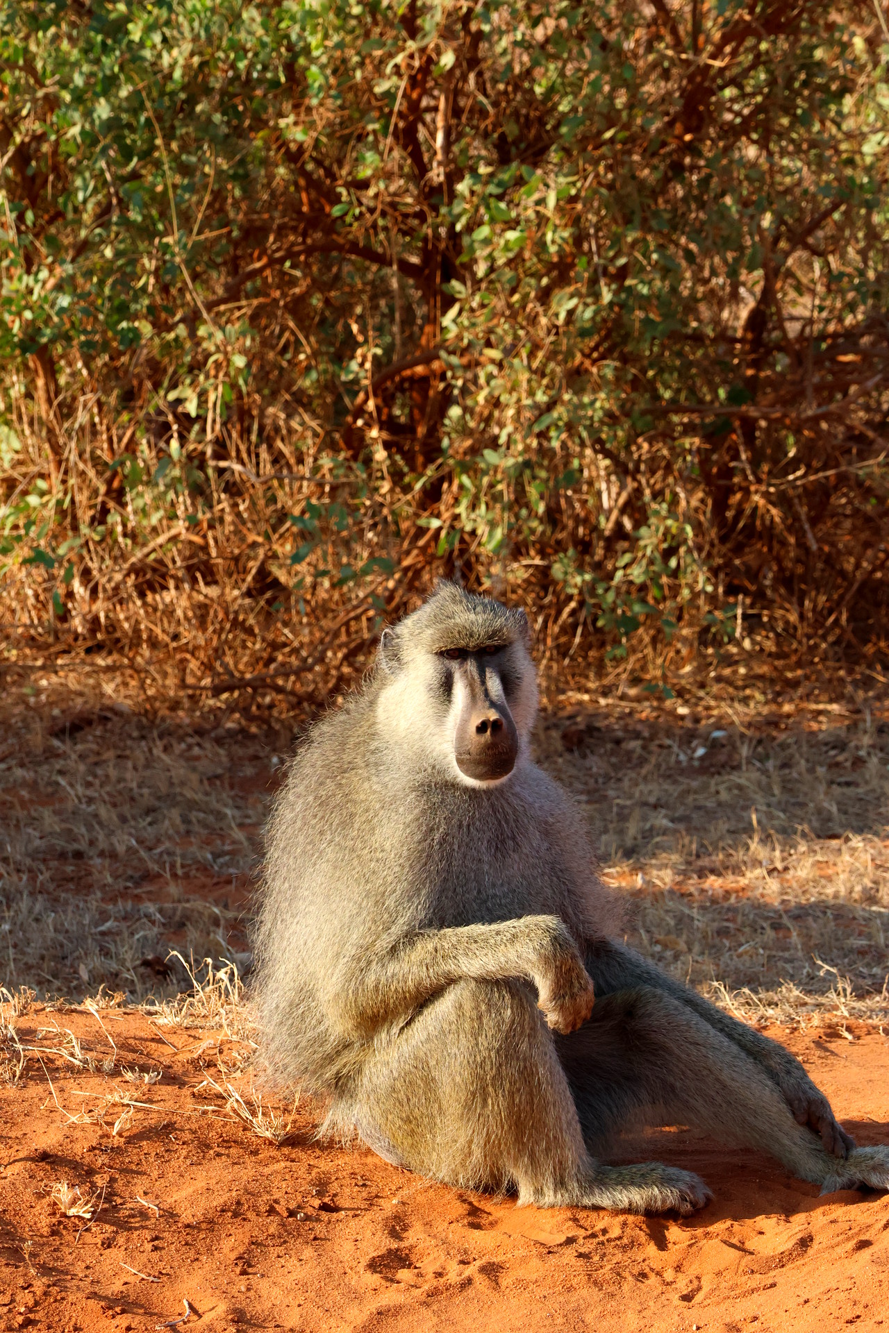 Kenia Safari Baboon Tsavo Ost Nationalpark Reiseblog