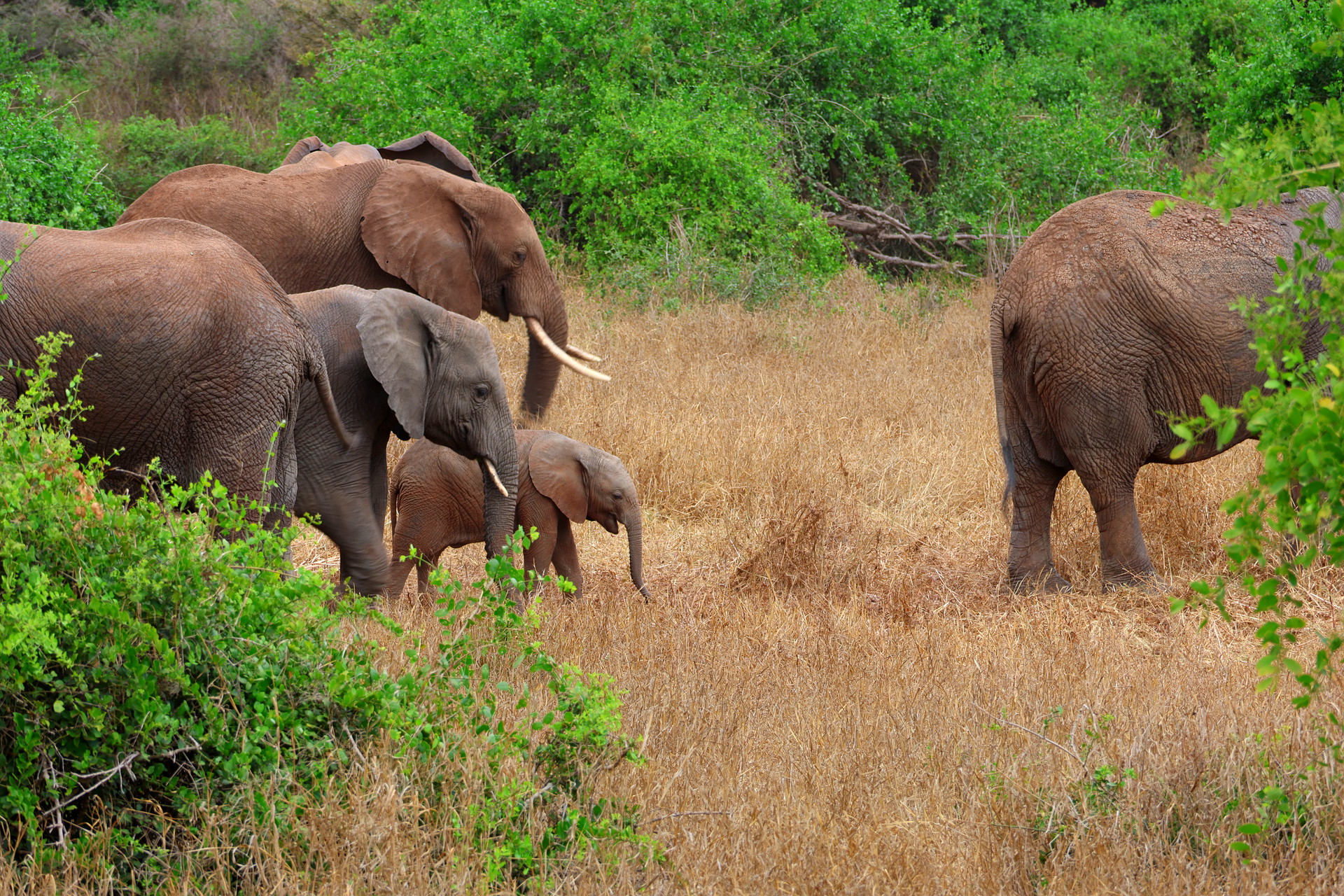 Kenia Safari Elefanten Taita Hills Nationalpark Reiseblog Kenia