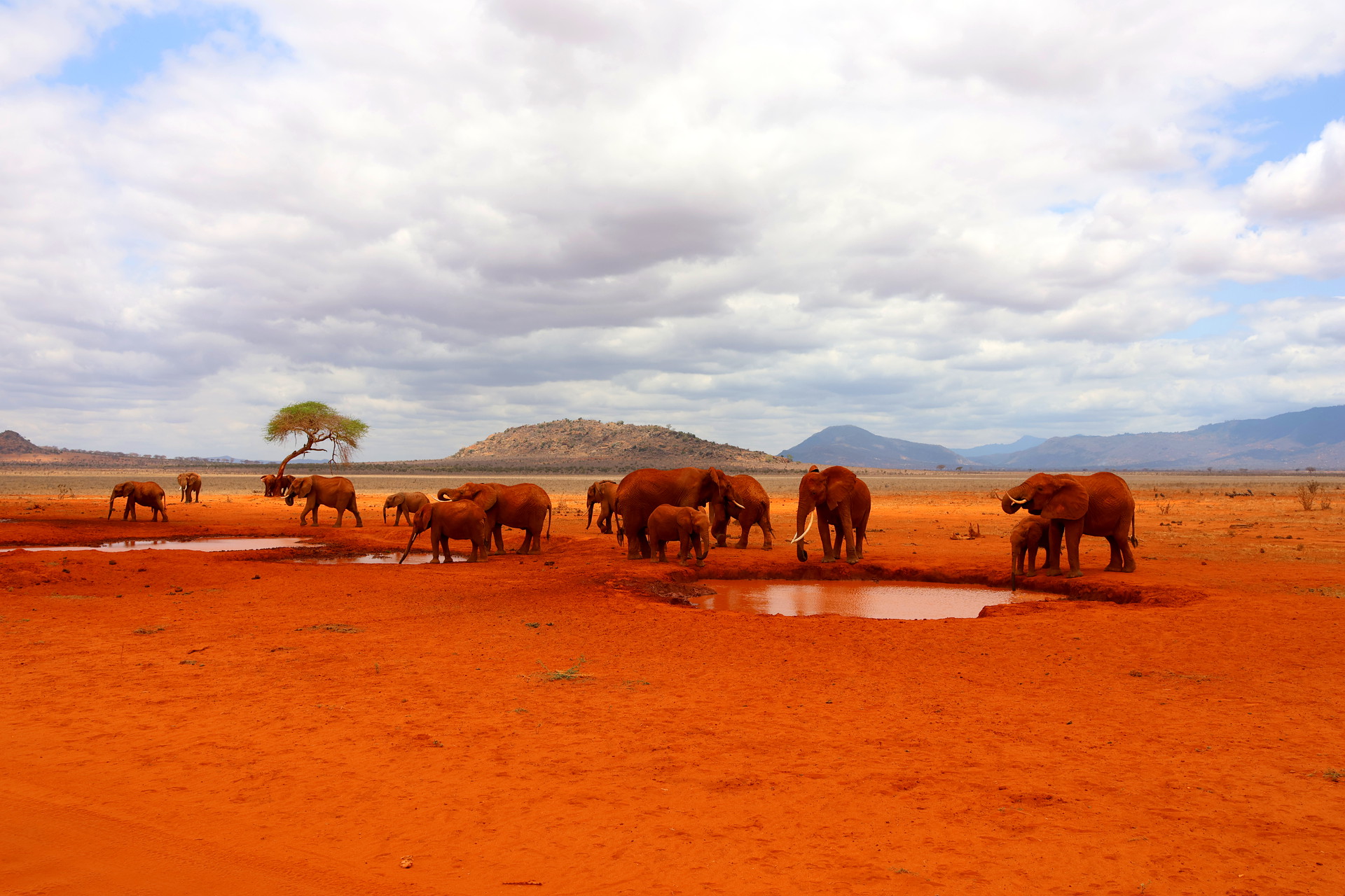 Kenia Safari Elefanten Wasserloch Tsavo Ost Nationalpark