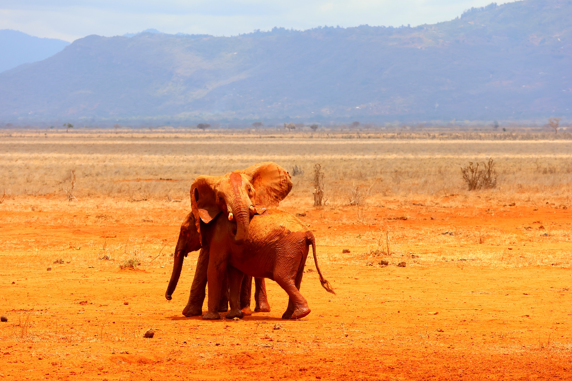 Kenia Safari 2 Elefanten Tsavo Ost Nationalpark Reiseblog