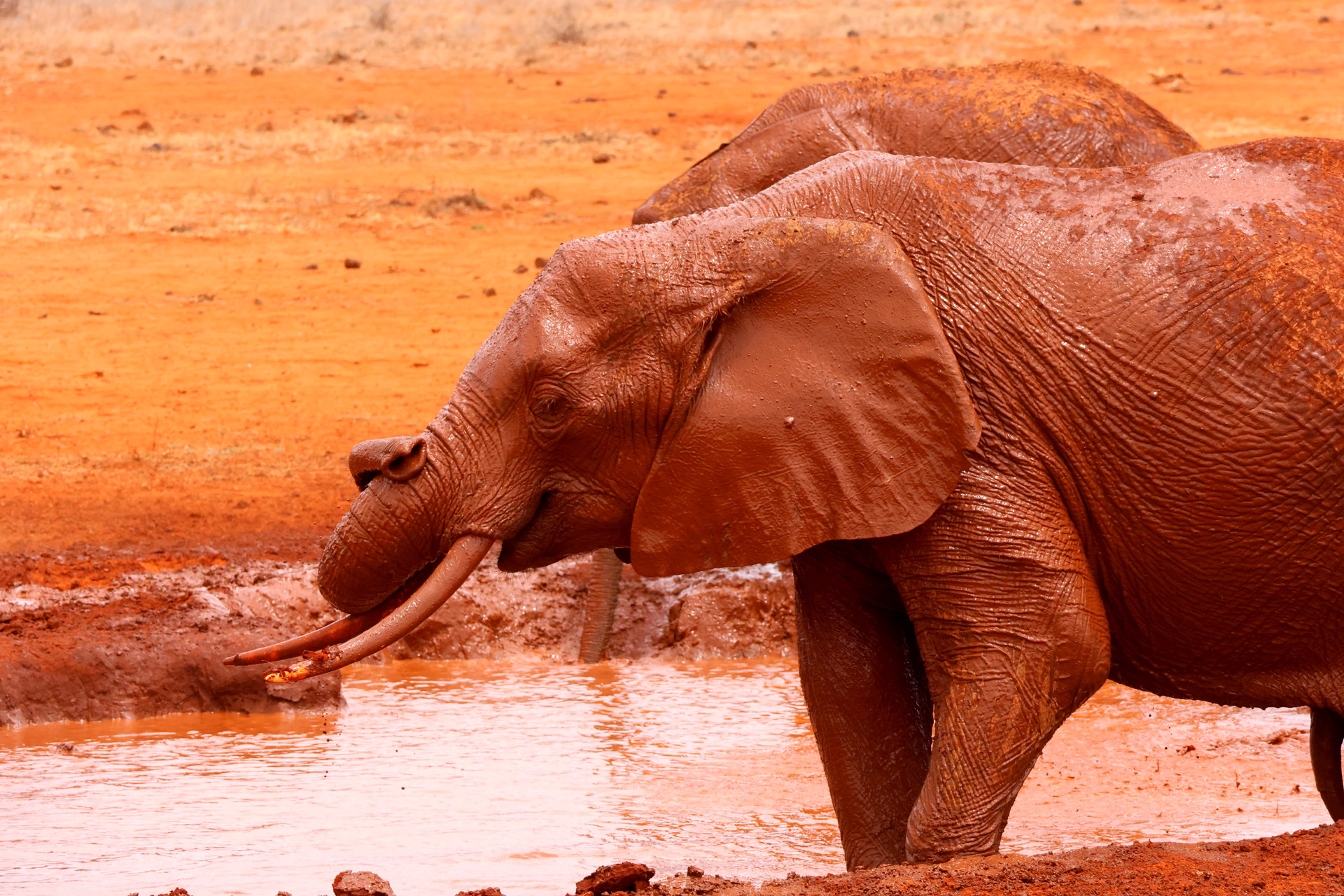 Kenia Safari nasser Elefanten Tsavo Ost Nationalpark Reiseblog