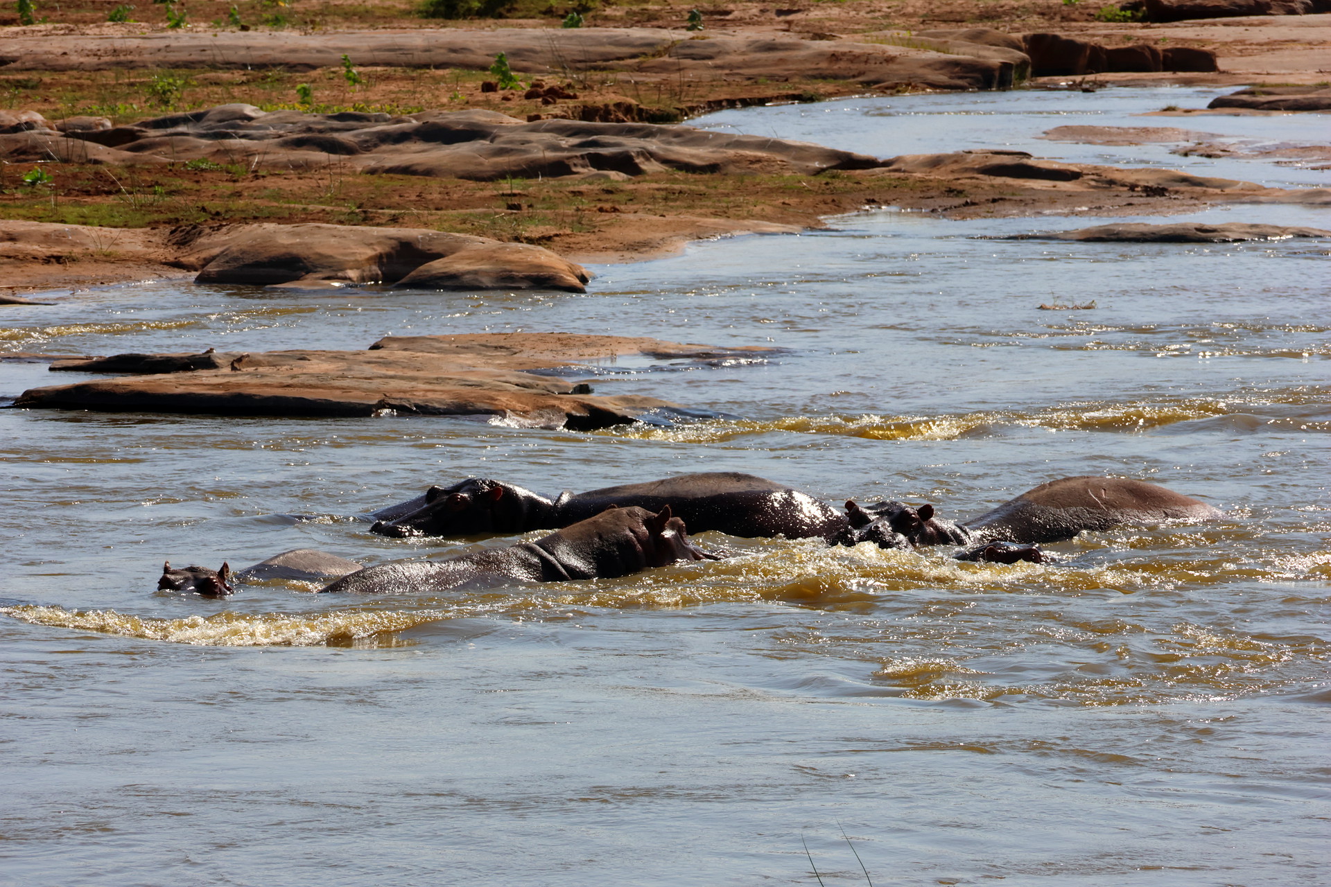 Kenia Safari Flusspferde Tsavo Ost Nationalpark Reiseblog