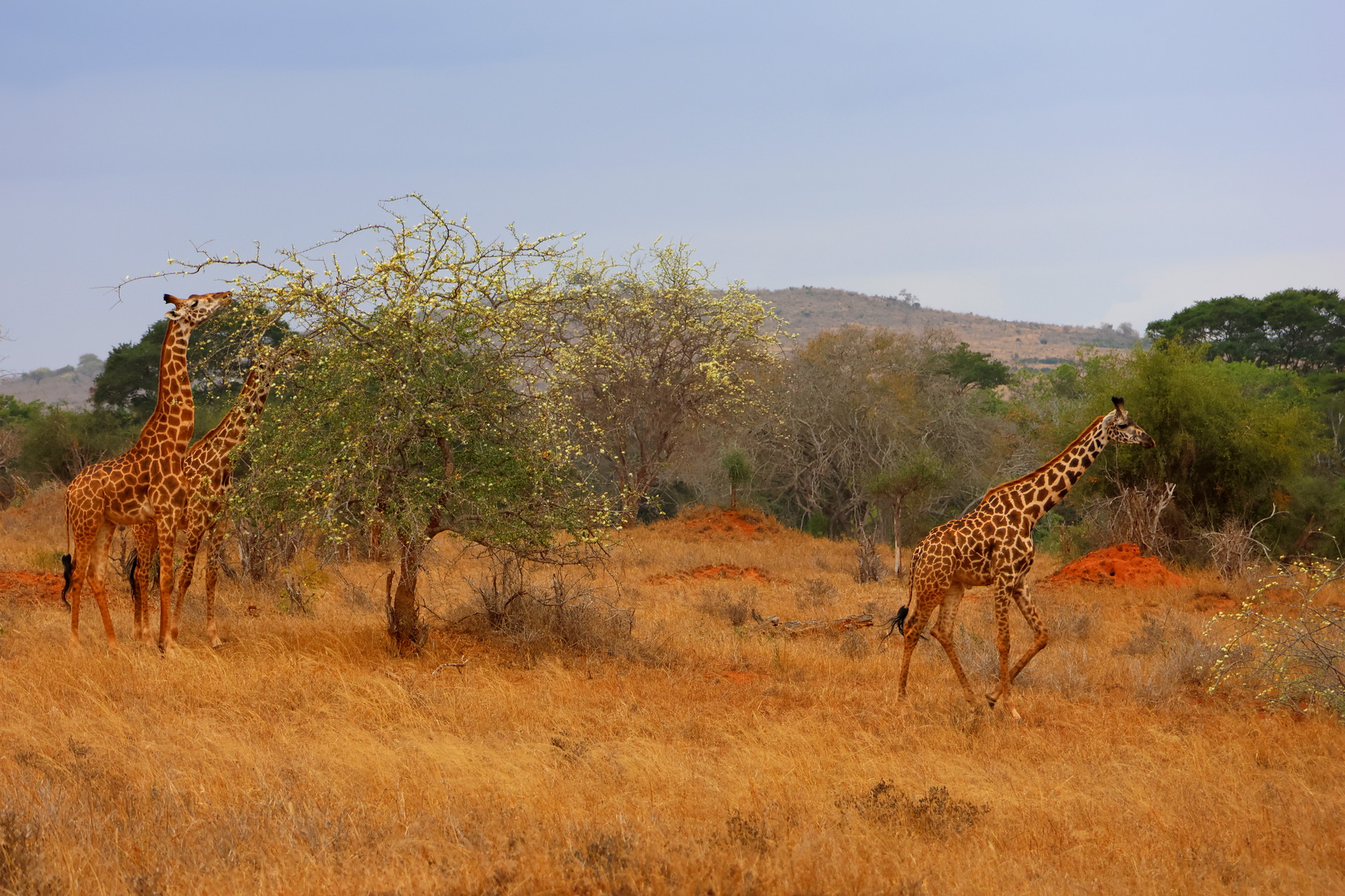Kenia Safari Giraffen fotografieren Taita Hills Nationalpark Reiseblog Kenia