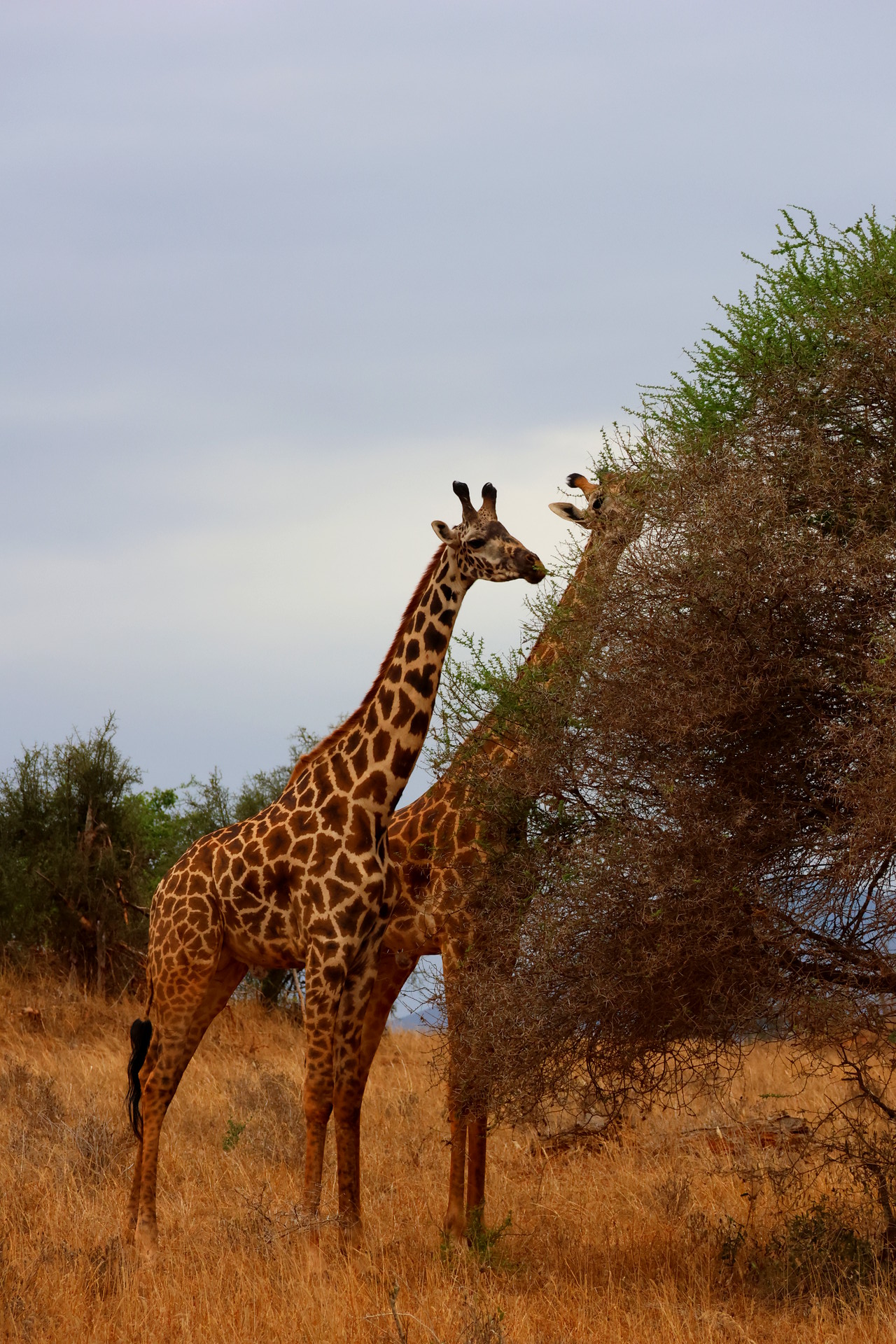 Kenia Safari Giraffen Taita Hills Nationalpark Reiseblog Kenia