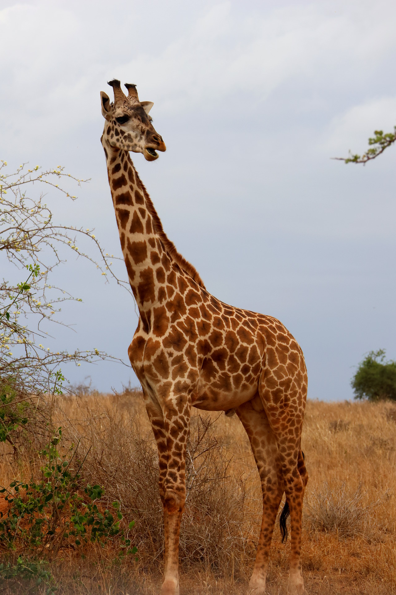 Kenia Safari Giraffe Taita Hills Nationalpark Reiseblog Kenia