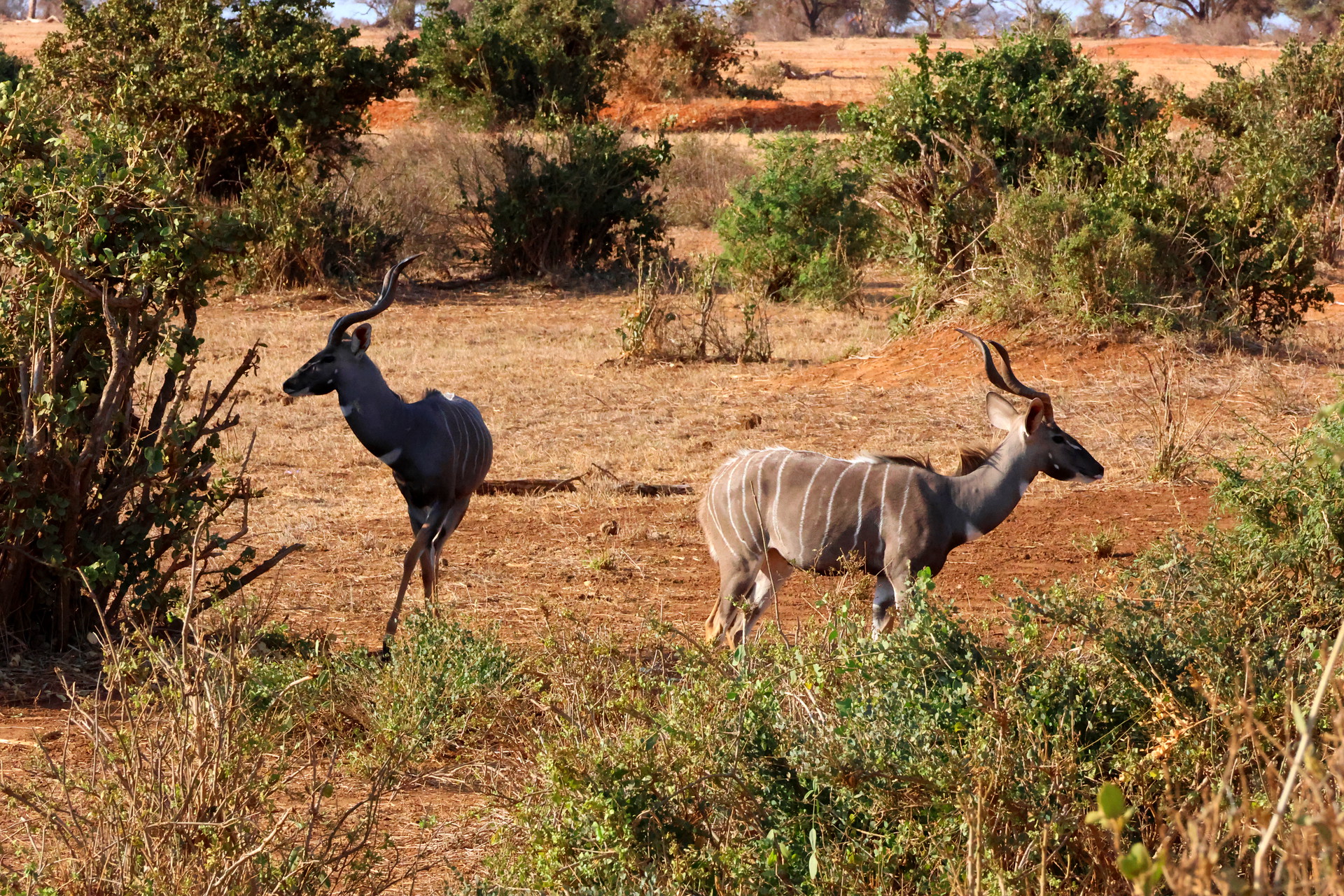 Kenia Safari Kudu Tsavo Ost Nationalpark Reiseblog