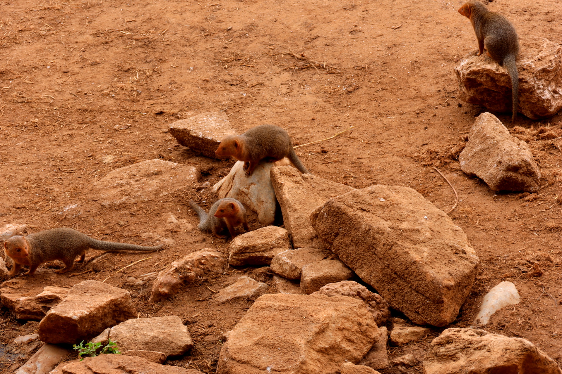 Kenia Safari Mungo Taita Hills Nationalpark Reiseblog Kenia
