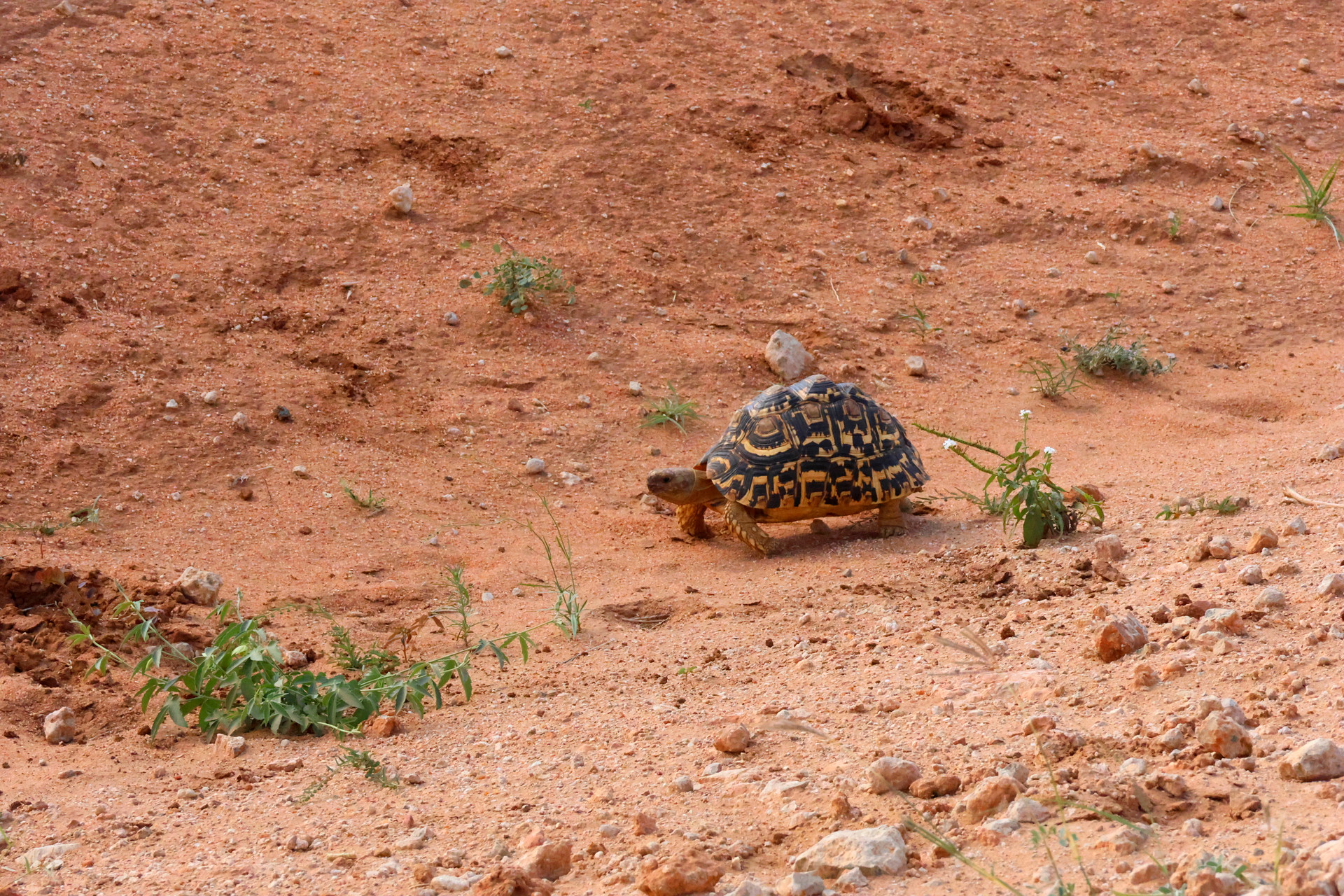 Kenia Safari Pantherschildkröte Tsavo Ost Nationalpark Reiseblog