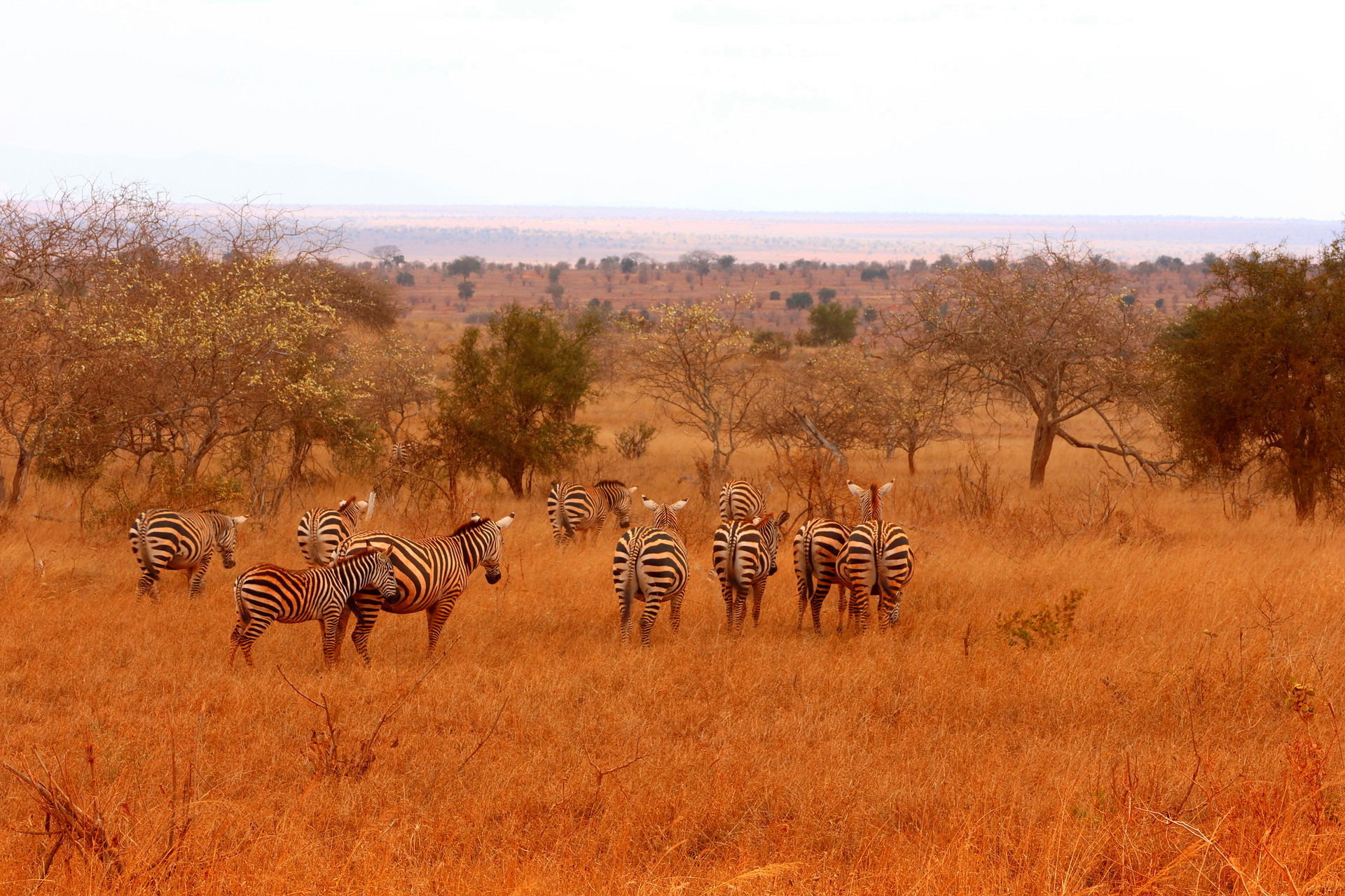 Kenia Safari Zebra Herde Taita Hills Nationalpark Reiseblog Kenia