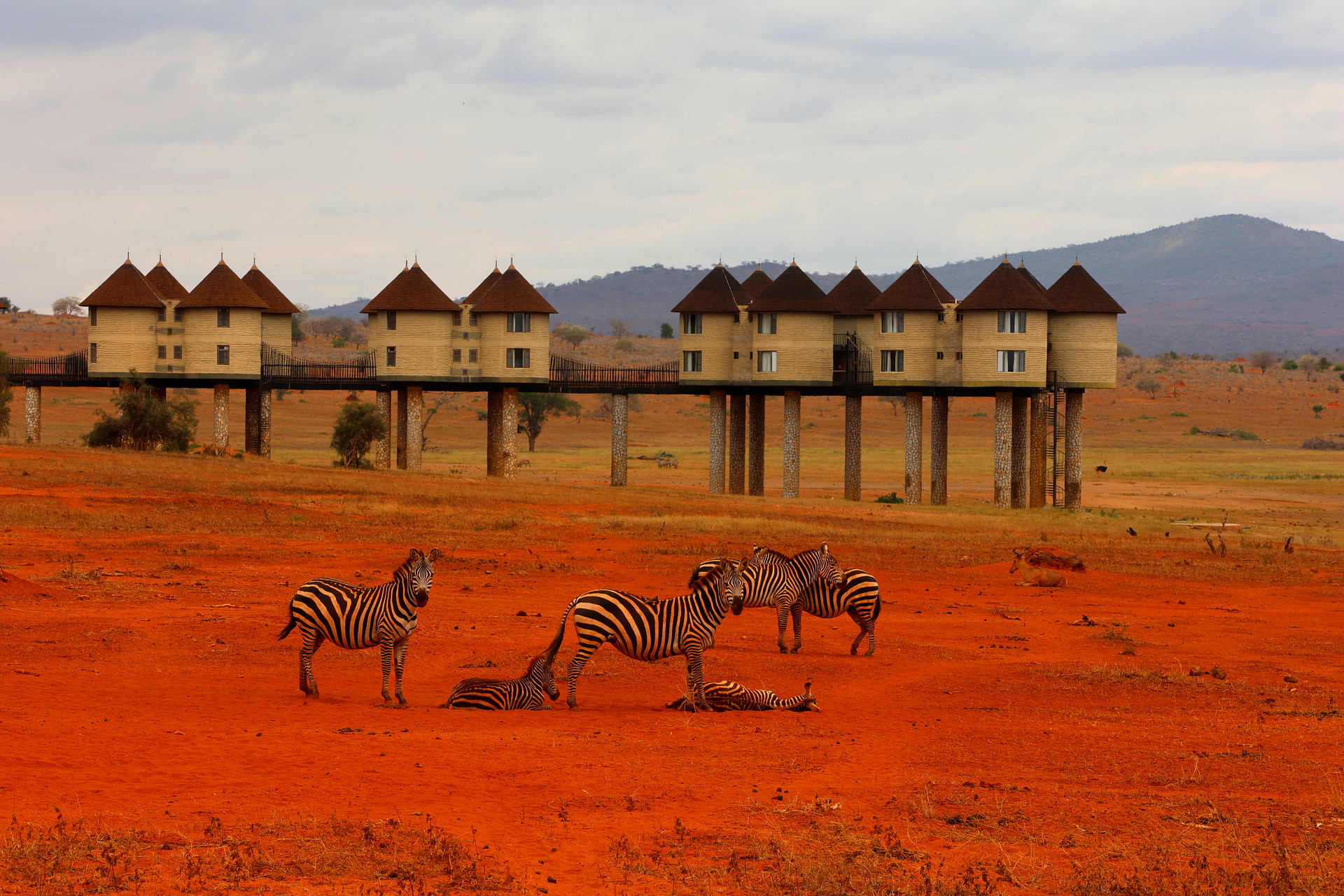 Kenia Safari Zebra Gruppe Taita Hills Nationalpark Reiseblog Kenia