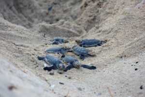 Tiwi Beach Kenia Baby Schildkröten schlüpfen und laufen in den Ocean