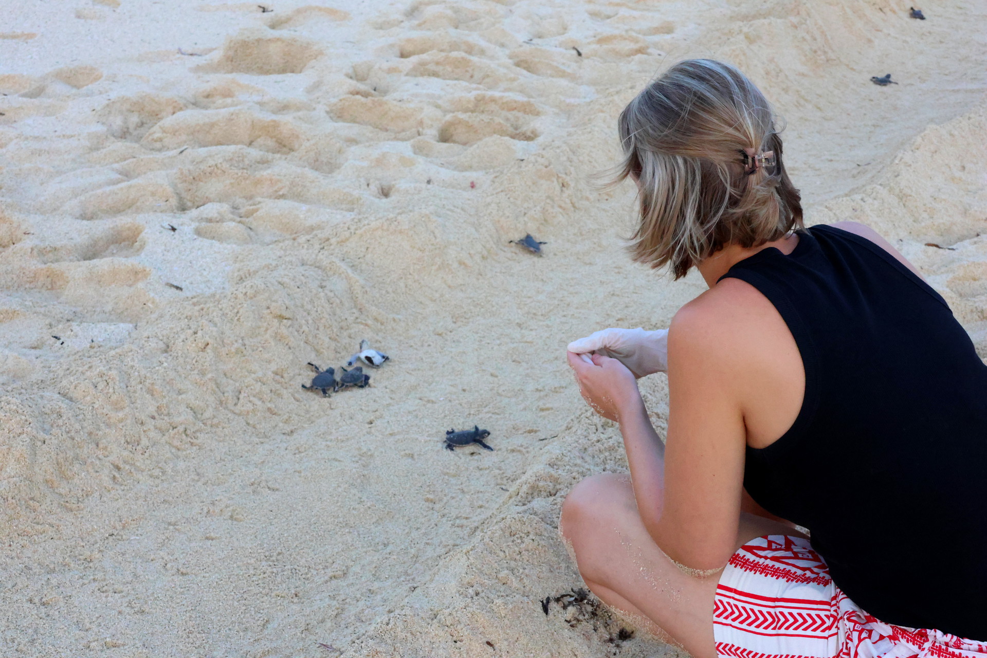 Tiwi Beach Kenia Baby Schildkröten beim Schlüpfen helfen und vor Vögeln beschützen