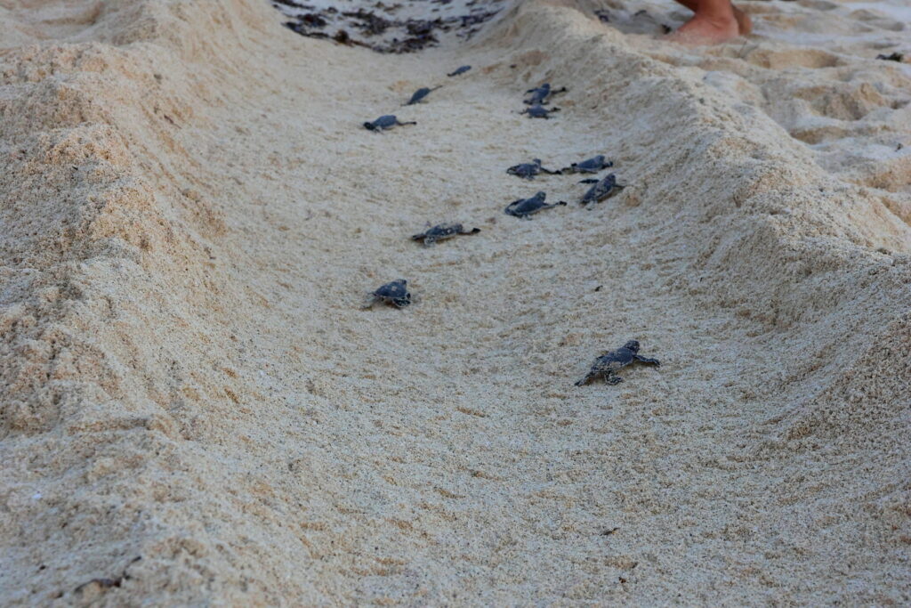 Tiwi Beach Kenia Baby Meeresschildkröten beim Schlüpfen helfen und vor Vögeln beschützen mit der Tiwi Turtle Police