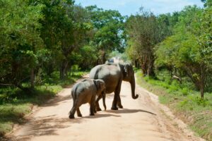 Reiseziel im August Sri Lanka