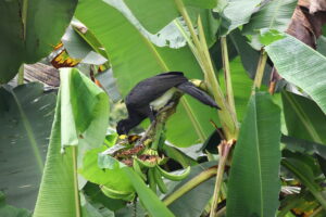 Tag 19 bis 21 - Zwischen Dschungel und Ozean im Corcovado Nationalpark 25