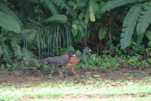 Tag 19 bis 21 - Zwischen Dschungel und Ozean im Corcovado Nationalpark 5