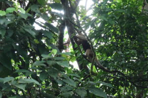 Tag 19 bis 21 - Zwischen Dschungel und Ozean im Corcovado Nationalpark 27