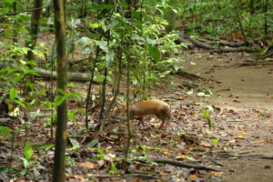 Tag 19 bis 21 - Zwischen Dschungel und Ozean im Corcovado Nationalpark 28