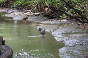 Tag 19 bis 21 - Zwischen Dschungel und Ozean im Corcovado Nationalpark 24