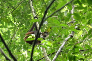 Tag 19 bis 21 - Zwischen Dschungel und Ozean im Corcovado Nationalpark 29