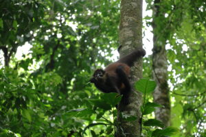 Tag 19 bis 21 - Zwischen Dschungel und Ozean im Corcovado Nationalpark 30