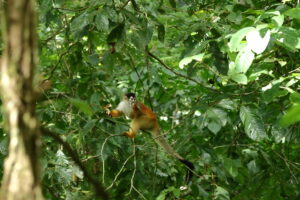 Tag 19 bis 21 - Zwischen Dschungel und Ozean im Corcovado Nationalpark 15