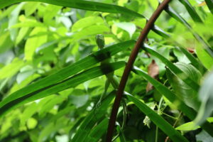 Tag 19 bis 21 - Zwischen Dschungel und Ozean im Corcovado Nationalpark 17
