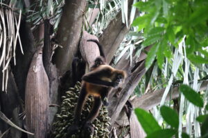 Tag 19 bis 21 - Zwischen Dschungel und Ozean im Corcovado Nationalpark 19