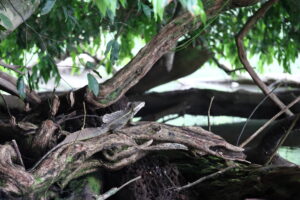 Tag 19 bis 21 - Zwischen Dschungel und Ozean im Corcovado Nationalpark 21