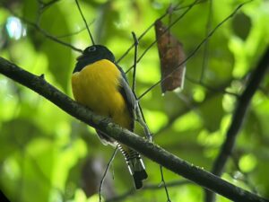 Tag 19 bis 21 - Zwischen Dschungel und Ozean im Corcovado Nationalpark 7