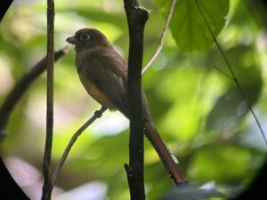 Tag 19 bis 21 - Zwischen Dschungel und Ozean im Corcovado Nationalpark 8