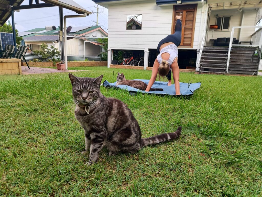 Tag 175 bis 183 – Redcliffe, Brisbane & Katzen-Kuscheln 4