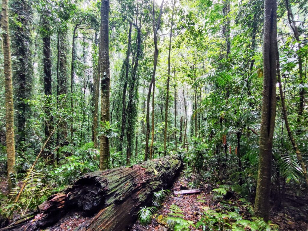 Tag 189 bis 190 – Wandern im Nebel des Dorrigo Nationalparks 2