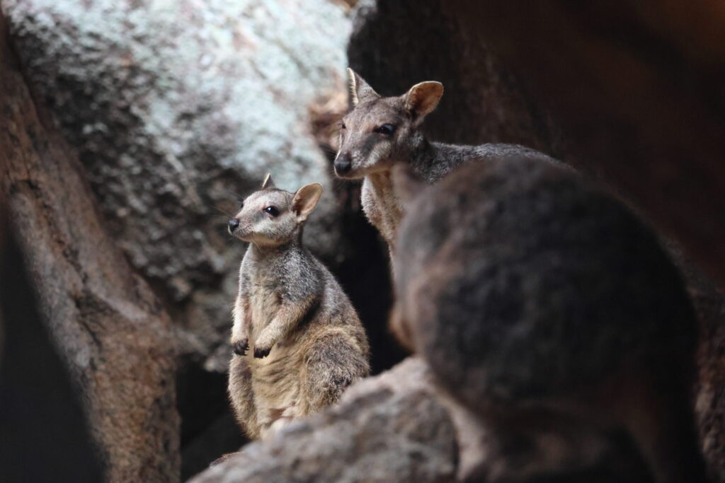 Tag 165 bis 167 – Koalas, Wallabys und Magnetic Island 8