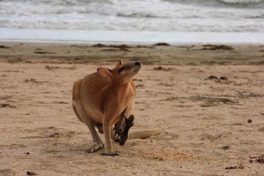 Tag 168 bis 170 – Sonnenaufgang mit Wallabys & Silvester am Strand 7