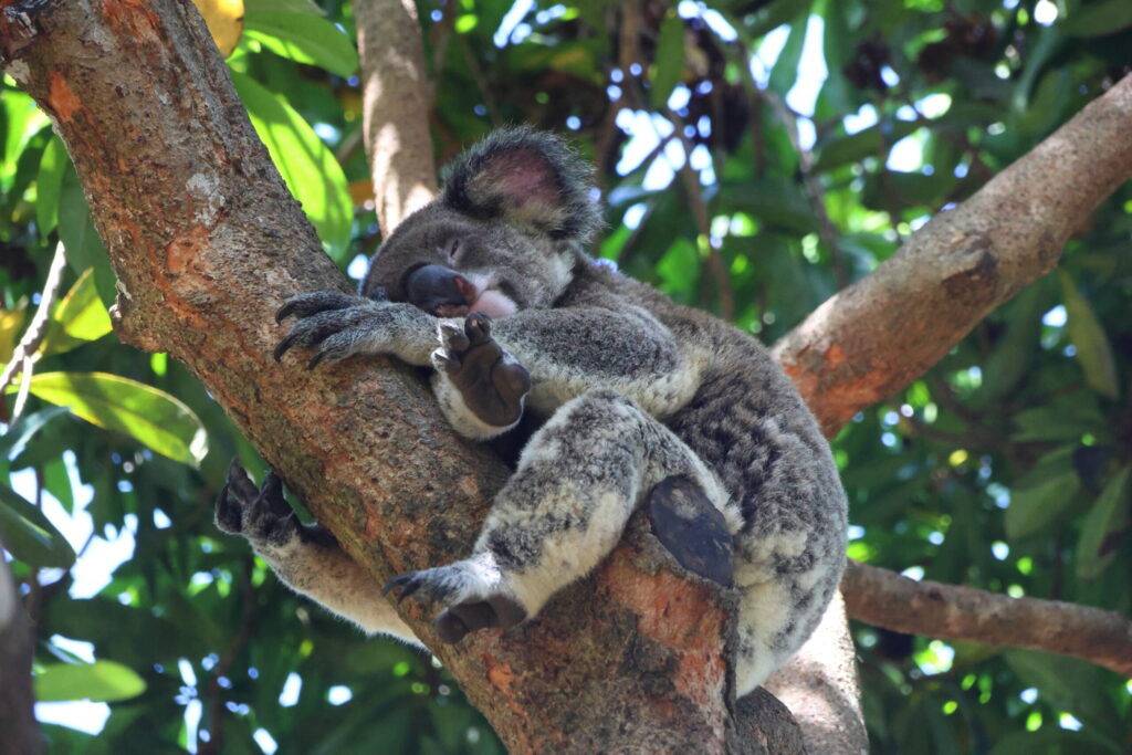 Tag 173 bis 174 – Kängurus im Garten und Koalas zum Anfassen 5