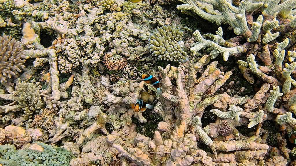 Tag 171 bis 172 – Südliches Great Barrier Reef: Ein letztes Mal abtauchen 6